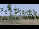 Polar '93! DENIM DARK BLUE skate broek videoclip